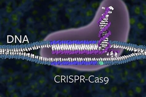 U­C­ ­B­e­r­k­e­l­e­y­,­ ­C­R­I­S­P­R­ ­p­a­t­e­n­t­ ­d­a­v­a­s­ı­n­ı­ ­k­a­y­b­e­t­t­i­